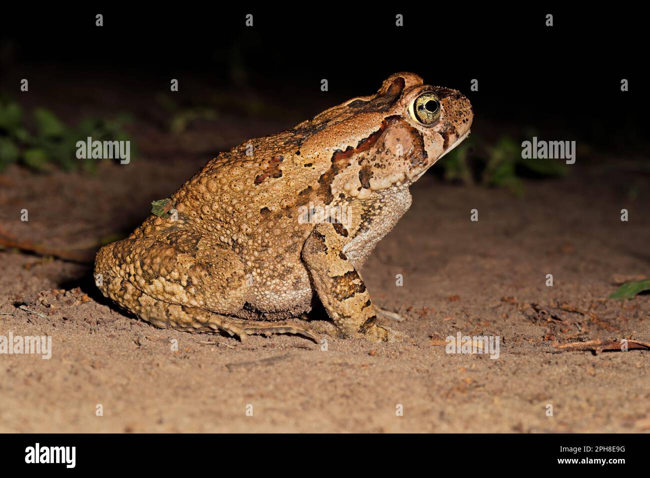 A nocturnal guttural toad (Amietophrynus gutturalis) foraging, South Africa Stock Photo