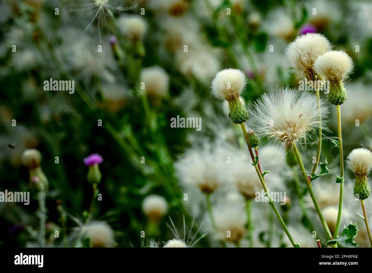 Lush bull thistle swaying in the wind along the river in Kashgar, Xinjiang Stock Photo