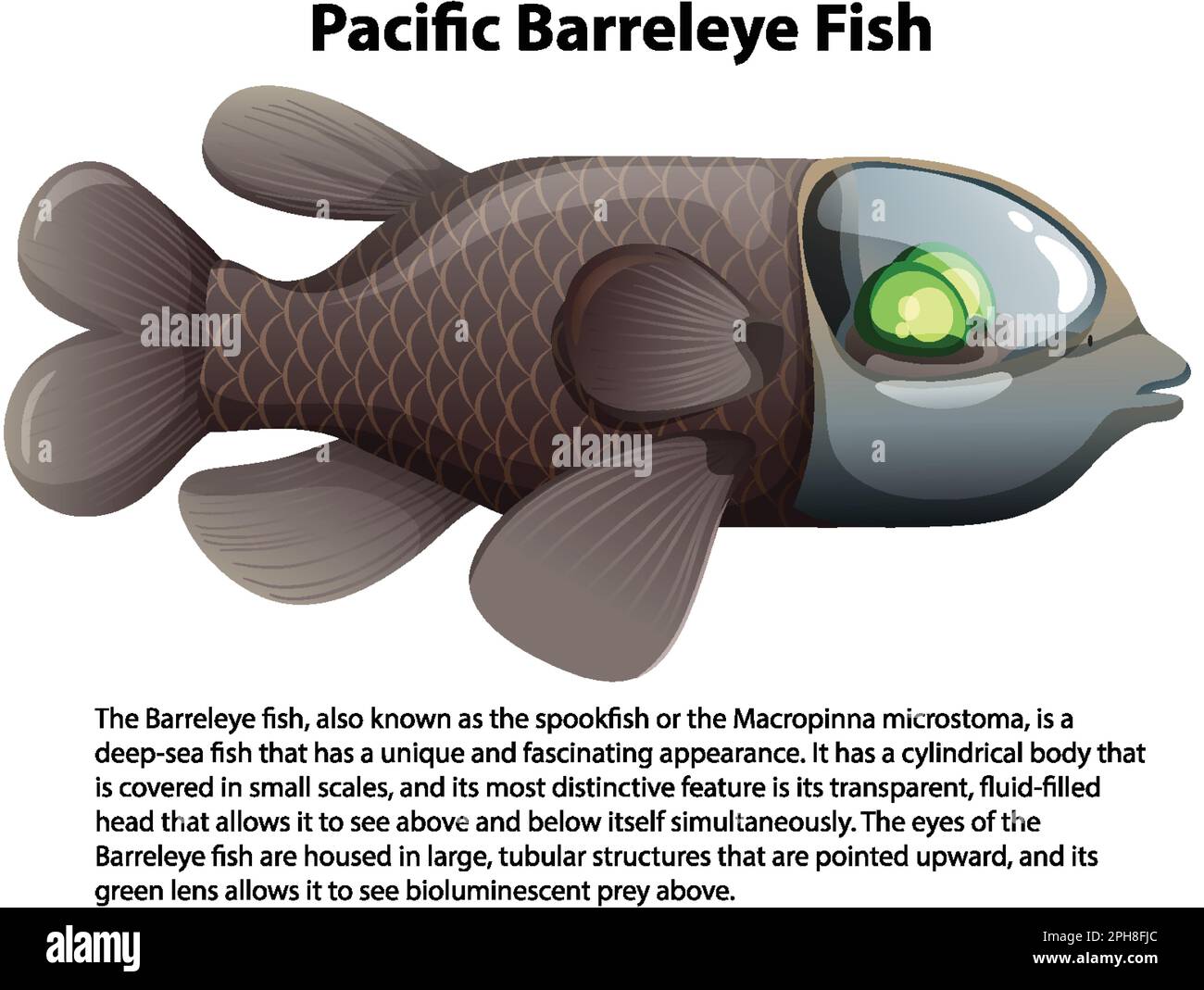 Barreleye Fish Diagram Barreleye Animal Crossing Wiki Nookipedia Barreleye Fish Diagram Barreleye Animal Crossing Wiki Nookipedia