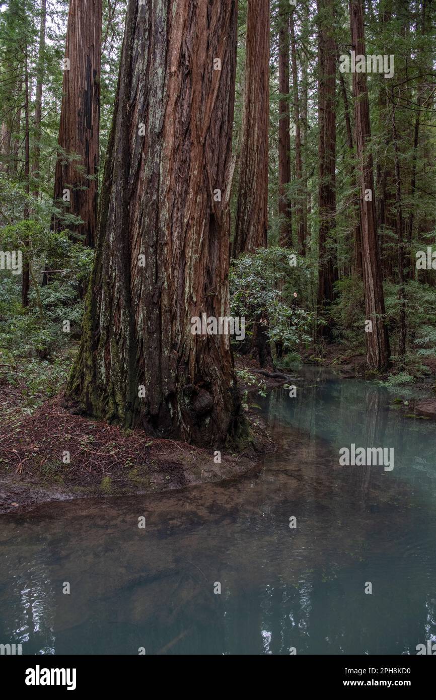 The flooded coast redwood, Sequoia sempervirens, forest in Northern 