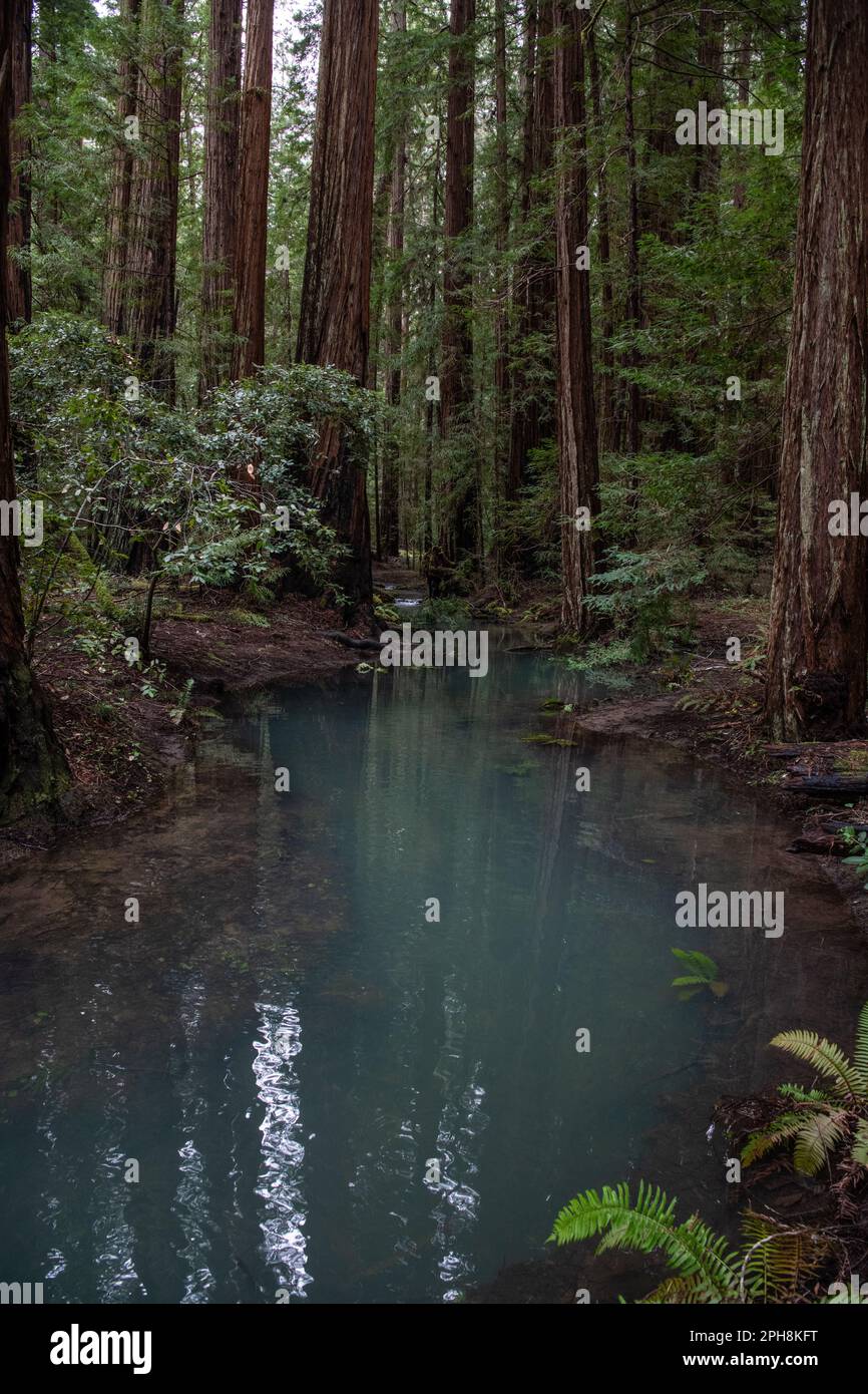 The flooded coast redwood, Sequoia sempervirens, forest in Northern 