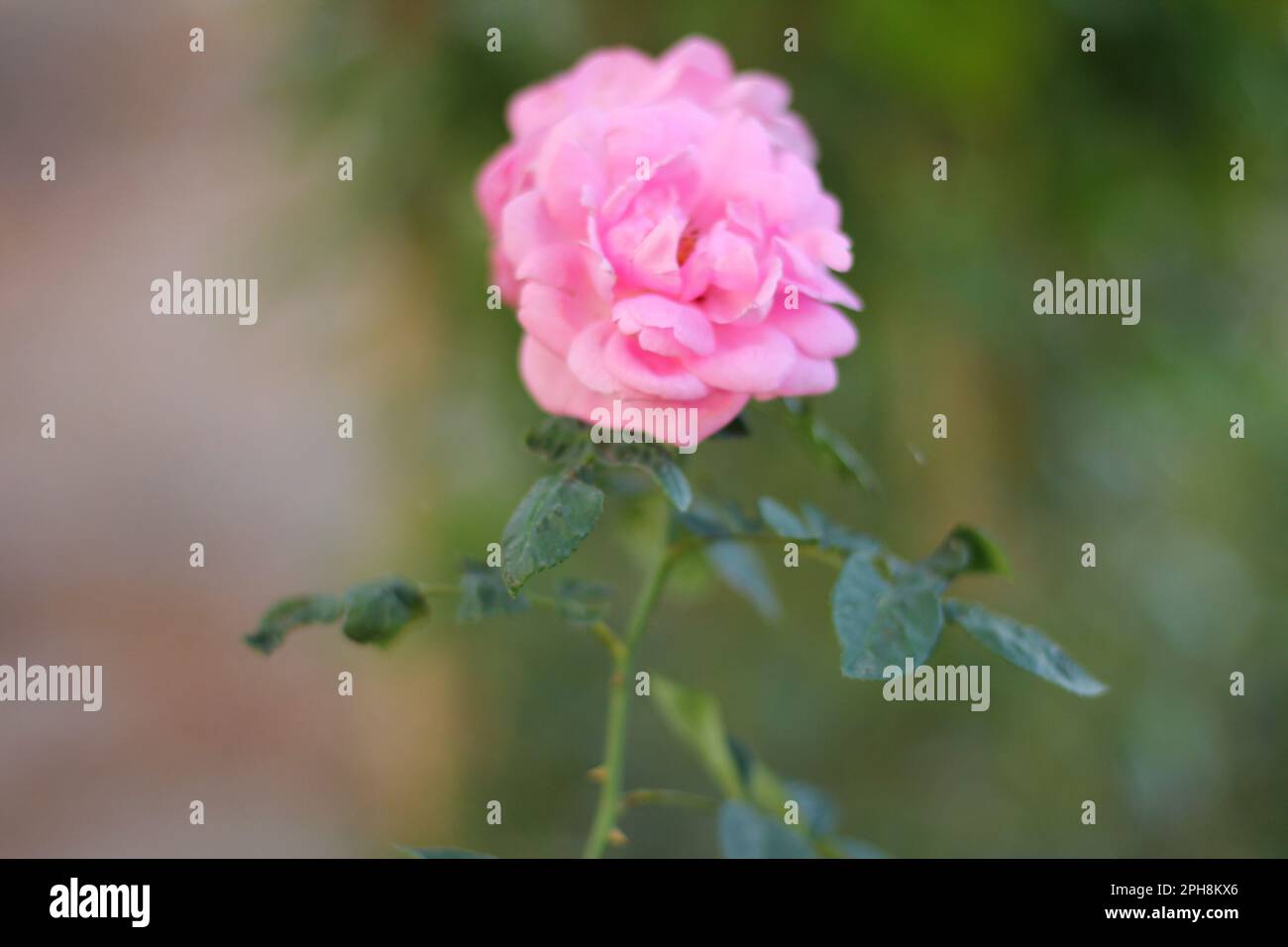 Nature of pink and red flower in garden using as cover page background natural flora wallpaper or  brochure landing page nature Stock Photo