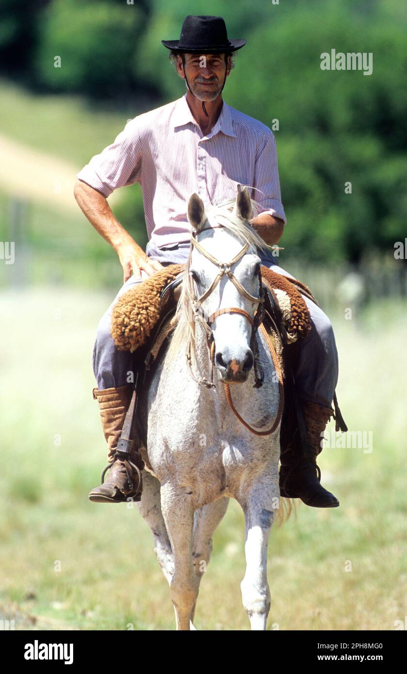 Uruguayan man riding horse on San Pedro Del Timote Estancia in south-central Uruguay. Stock Photo