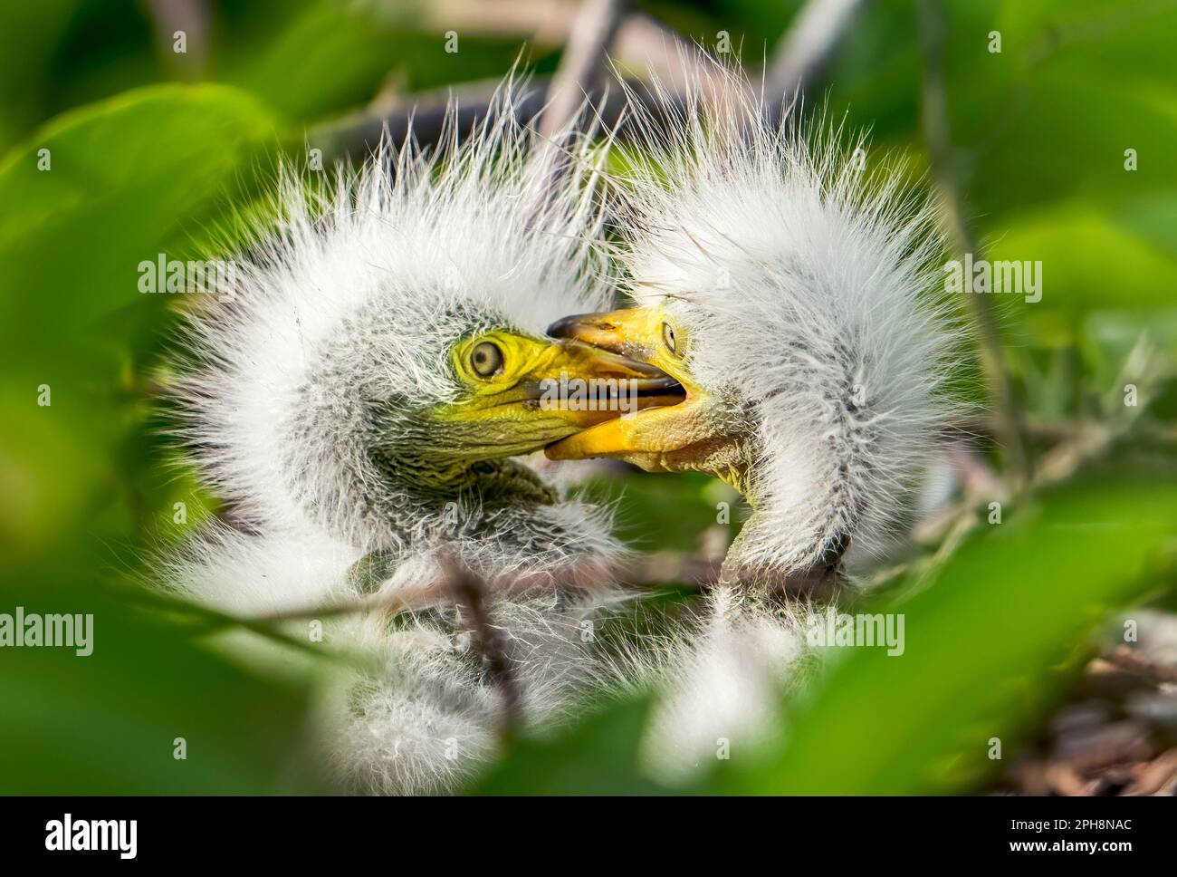 Delray Beach, United States. 26th Mar, 2023. Newly hatched baby Egrets in a nest in the Wakodahatchee Wetlands in Delray Beach. The wetlands attract nature lovers and wildlife photographers as it is home to more than 140 bird species and a variety of other wildlife animals. Credit: SOPA Images Limited/Alamy Live News Stock Photo