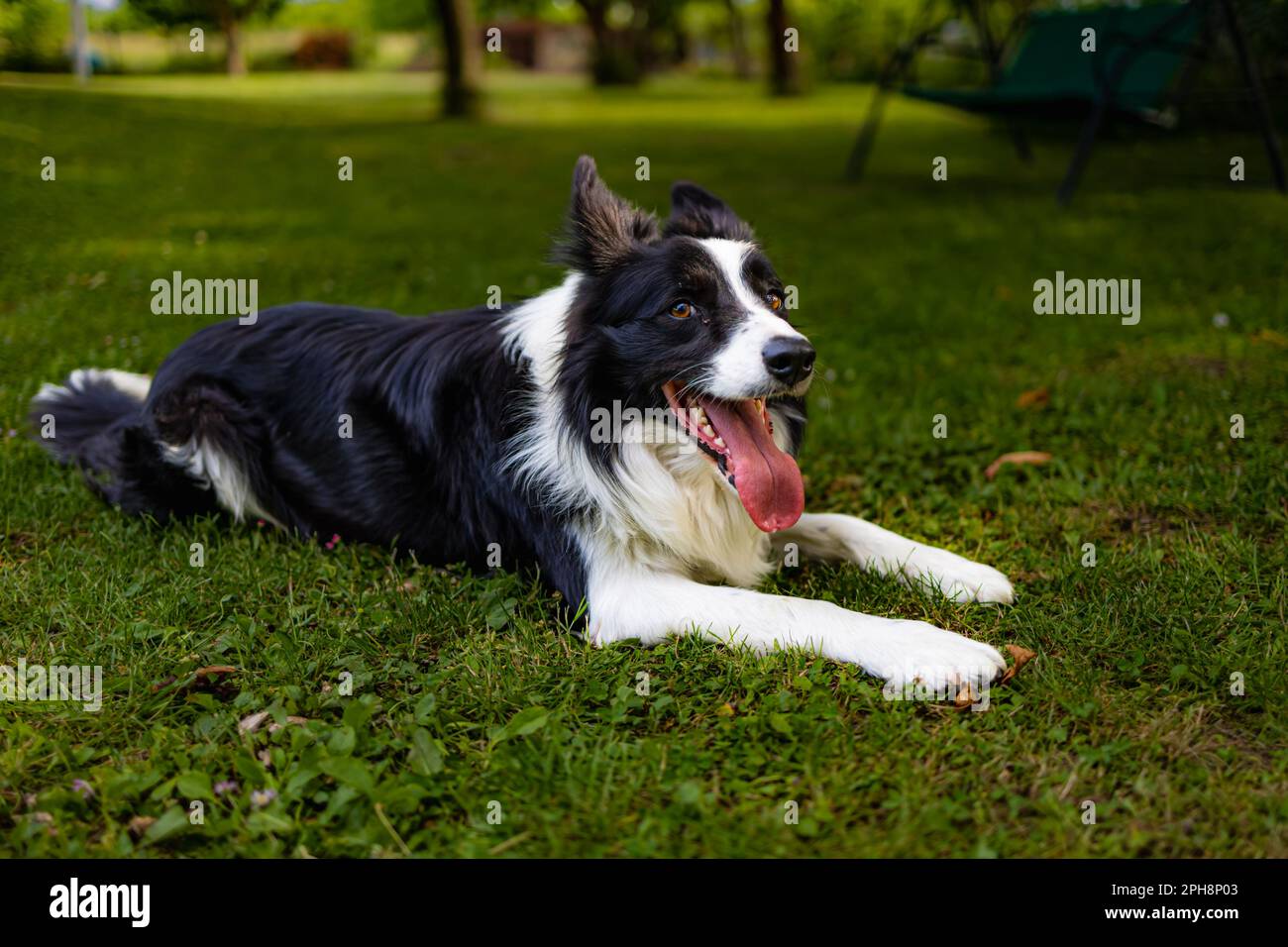 A black and white dog in a green glade full of green grass and trees ...