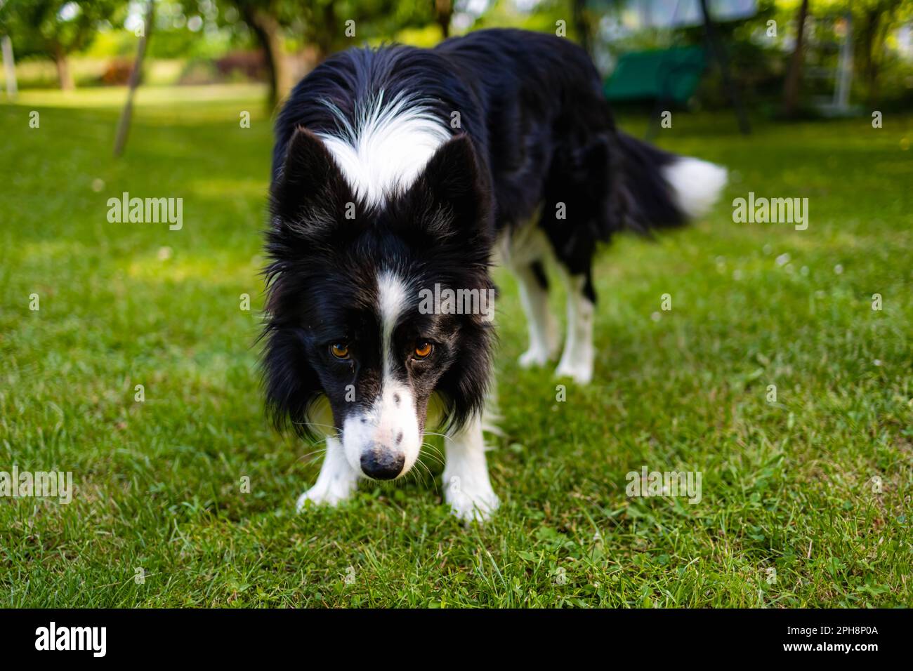 A black and white dog in a green glade full of green grass and trees ...