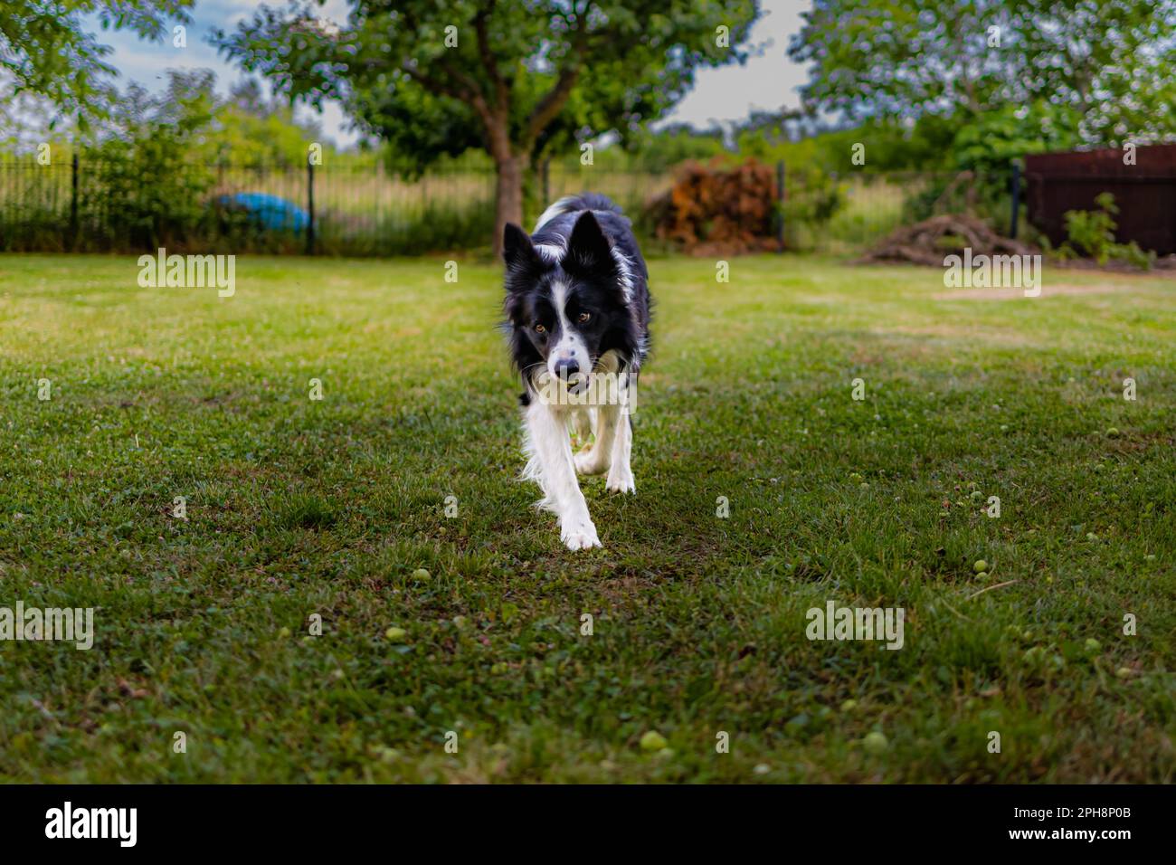 A black and white dog in a green glade full of green grass and trees ...