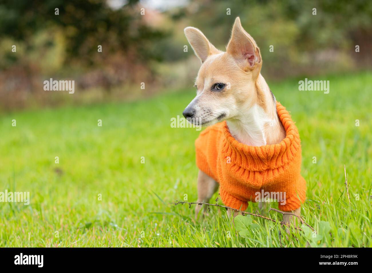 Chihuahua dog in an orange jacket stands in the green grass in the afternoon in the park Stock Photo