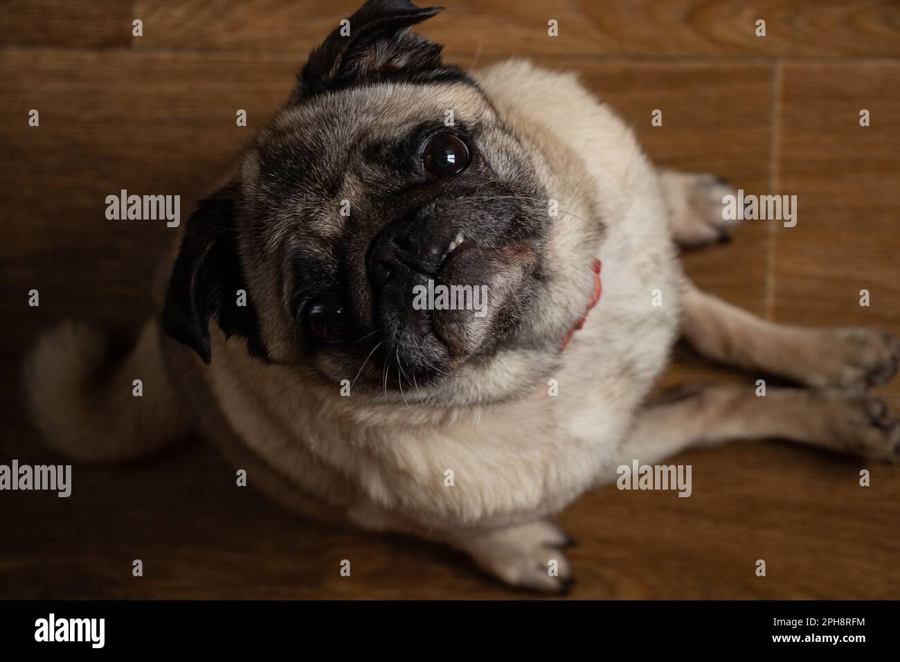 pug dog sitting on the kitchen floor waiting for lunch Stock Photo