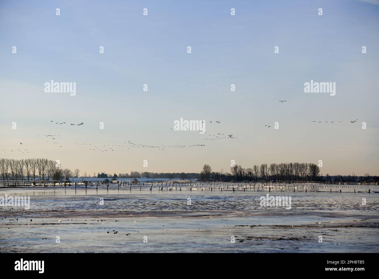 Wild Geese at Lower Rhine... Bislicher Insel (Xanten) in winter with snow and ice Stock Photo
