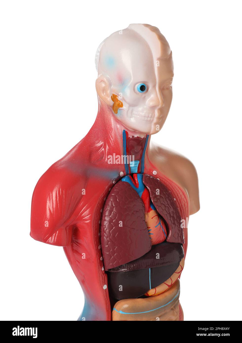 Human anatomy mannequin showing internal organs isolated on white Stock