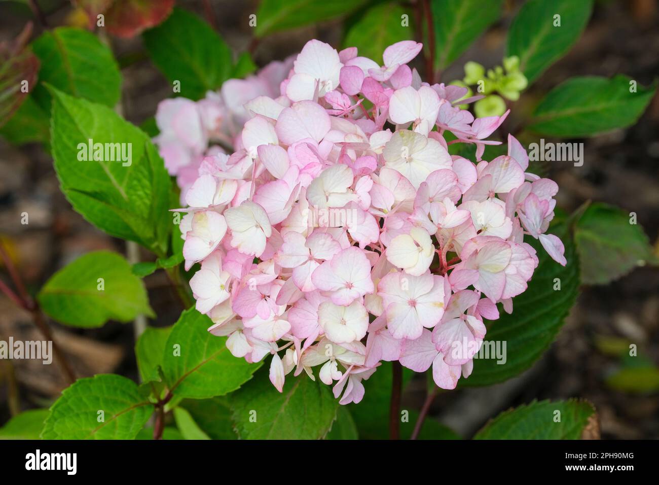 Hydrangea Preziosa, Hydrangea serrata Preziosa, clusters of rose-pink sterile flowers, Stock Photo
