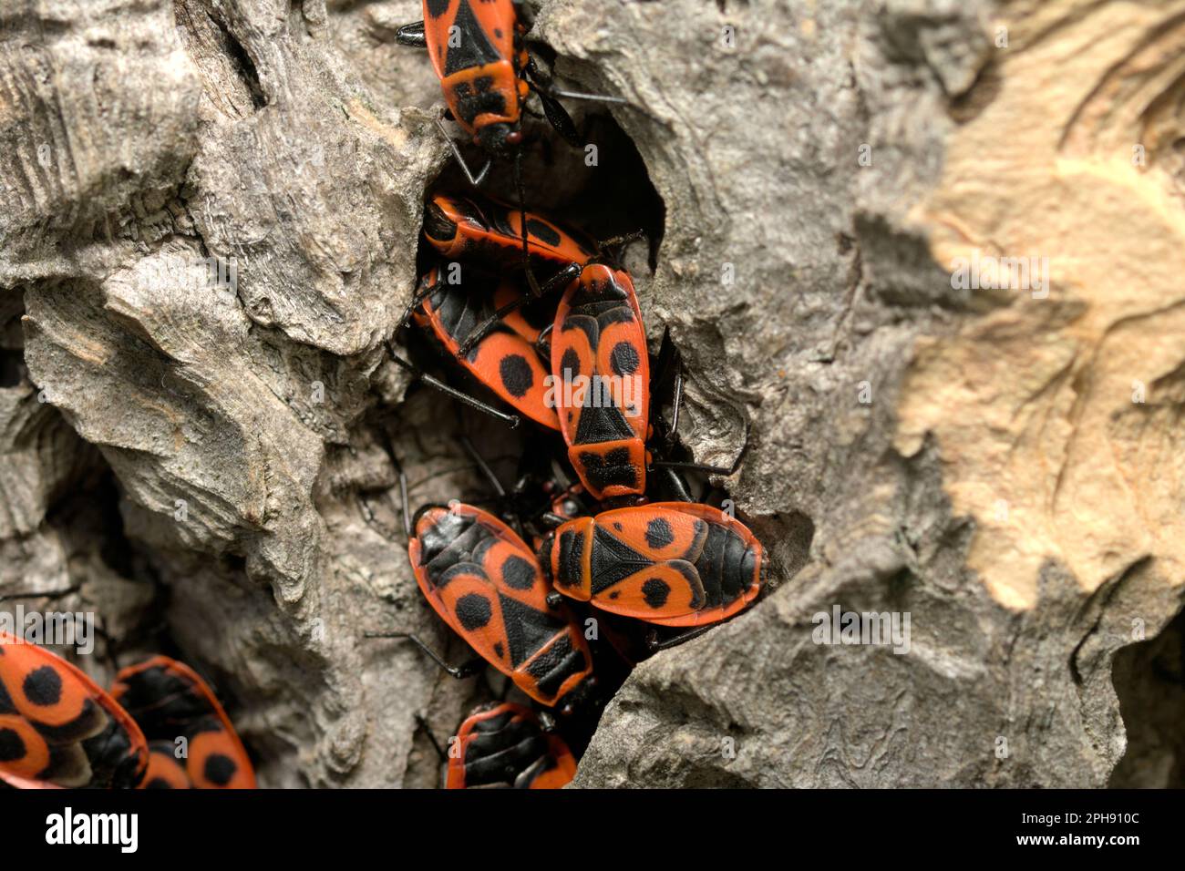 Closeup of a group of firebugs (Pyrrhocoris apterus) crawling in a tree gap, insects, bugs, wildlife, nature Stock Photo