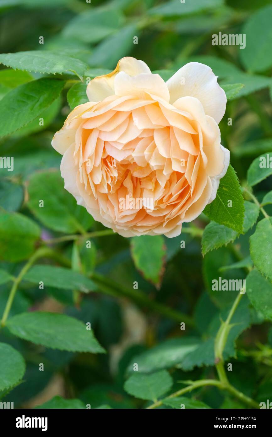 Rosa Auskeppy, Rosa Grace, rose Grace, shrub rose with double apricot flowers Stock Photo