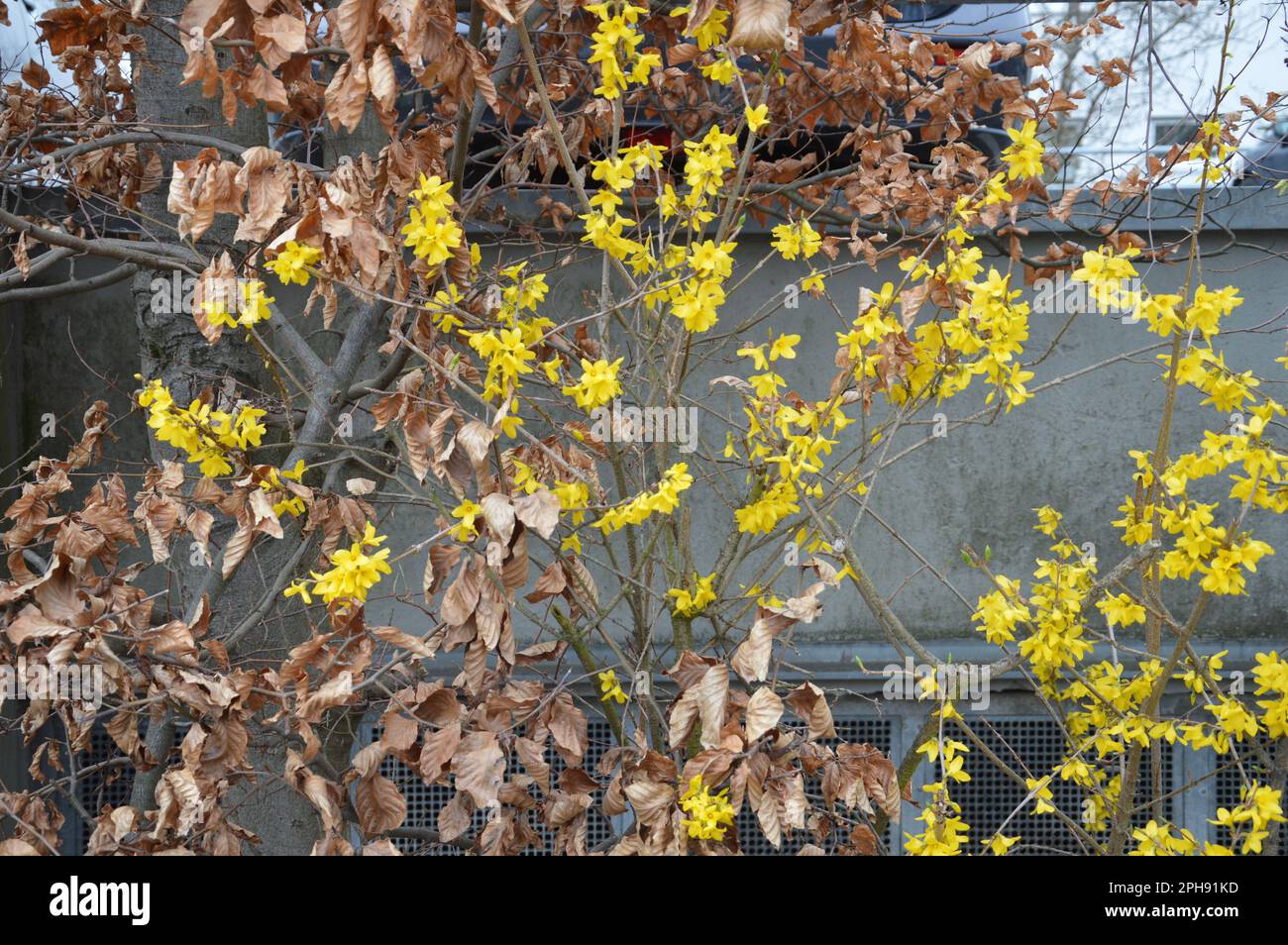 Berlin, Germany - March 26, 2023 - Signs of Spring in Gropiusstadt. (Photo by Markku Rainer Peltonen) Stock Photo