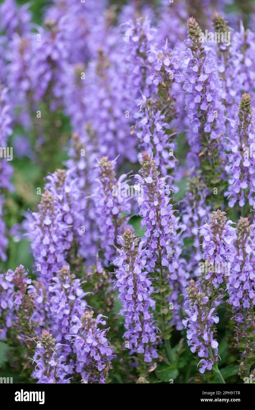 Salvia sylvestris Blauhugel, wood sage Blauhugel, Salvia nemorosa Blauhugel, herbaceous perennial, racemes of small violet-blue flowers Stock Photo