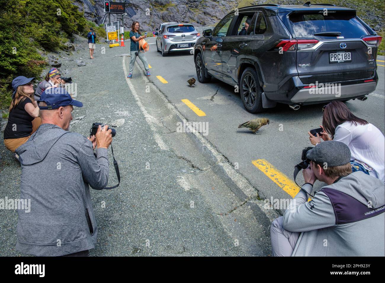 Tourists photographing kea while waiting to go through the Homer Tunnel on the way to Milford Sound, Fiordland National Park, New Zealand Stock Photo