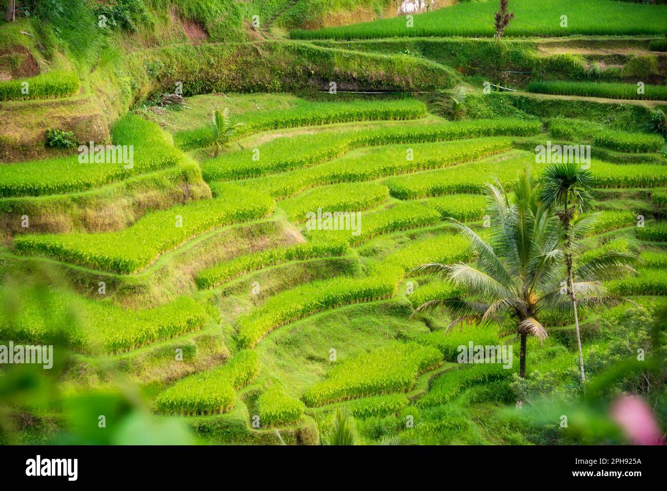 Lush rice fields on Bali island, Indonesia Stock Photo - Alamy