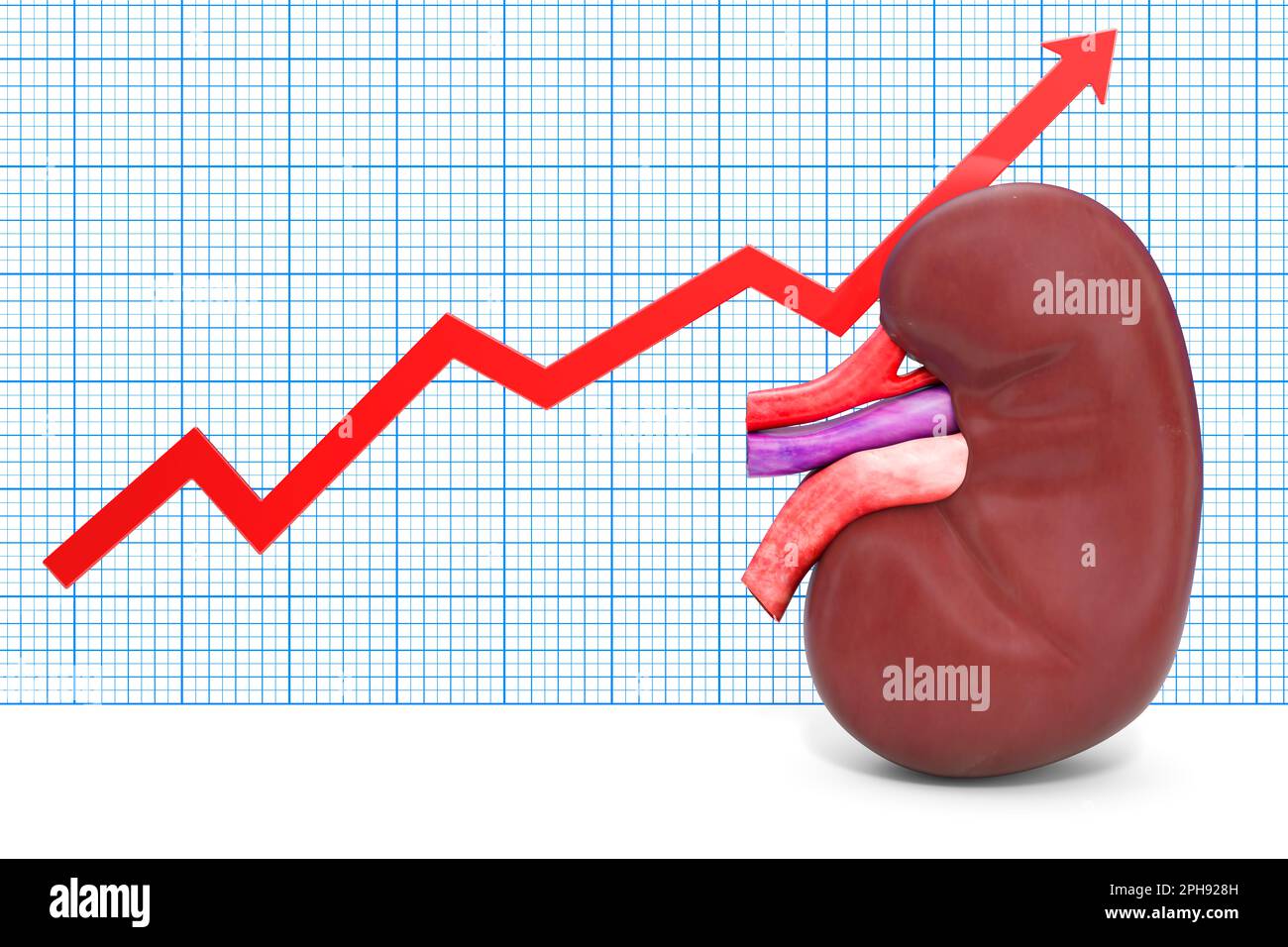 Human Kidney with growing chart. 3D rendering Stock Photo