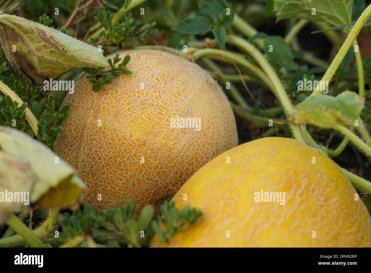 Two ripe melons, soft focus, top view. Yellow melon grows in open