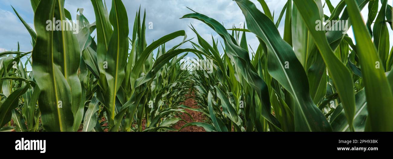 Corn plantation. Young green maize crops in cultivated field in diminishing perspective. Stock Photo