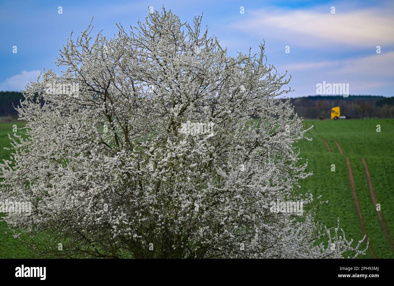 Wellmitz, Germany. 27th Mar, 2023. A cherry plum (Prunus cerasifera) blooms at the edge of a field. The new week starts changeable and often uncomfortable in Berlin and Brandenburg. In the north and west, it can still be a bit frosty in the morning, the German Weather Service (DWD) reported on Monday morning. After it initially remains dry, there may be regional snow and sleet showers from noon, sometimes also short powerful thunderstorms. Credit: Patrick Pleul/dpa/ZB/dpa/Alamy Live News Stock Photo