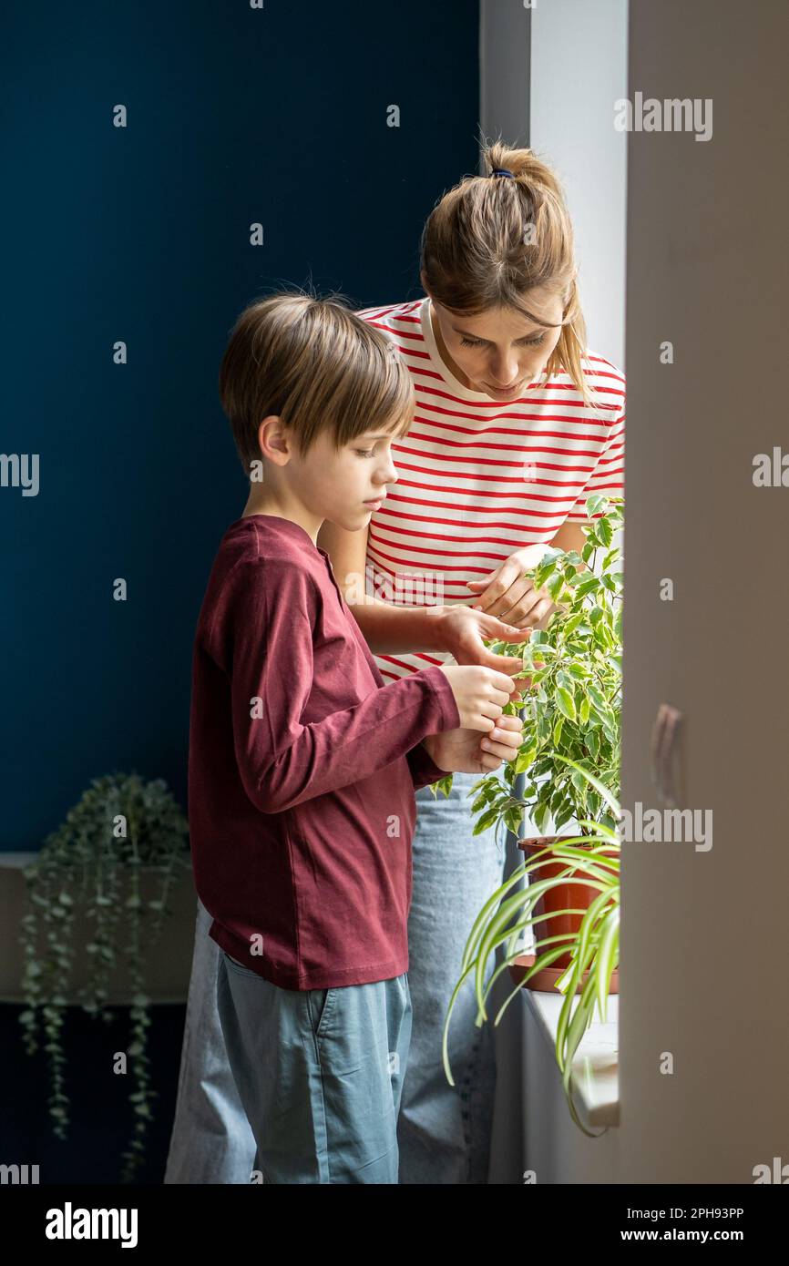 Active mother involve small son boy in take care for green leaves houseplants in pots on windowsill Stock Photo