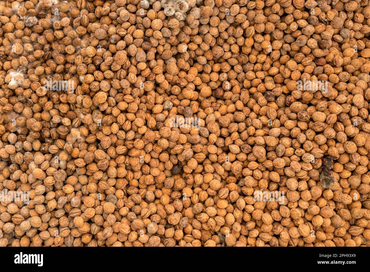 Pile of dry cherry pit or kernels, top view Stock Photo Alamy