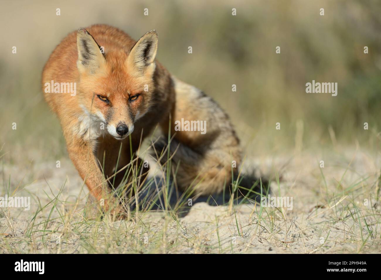 cunning look... Red fox ( Vulpes vulpes ) hunting, frontal shot, sneaking up. Stock Photo