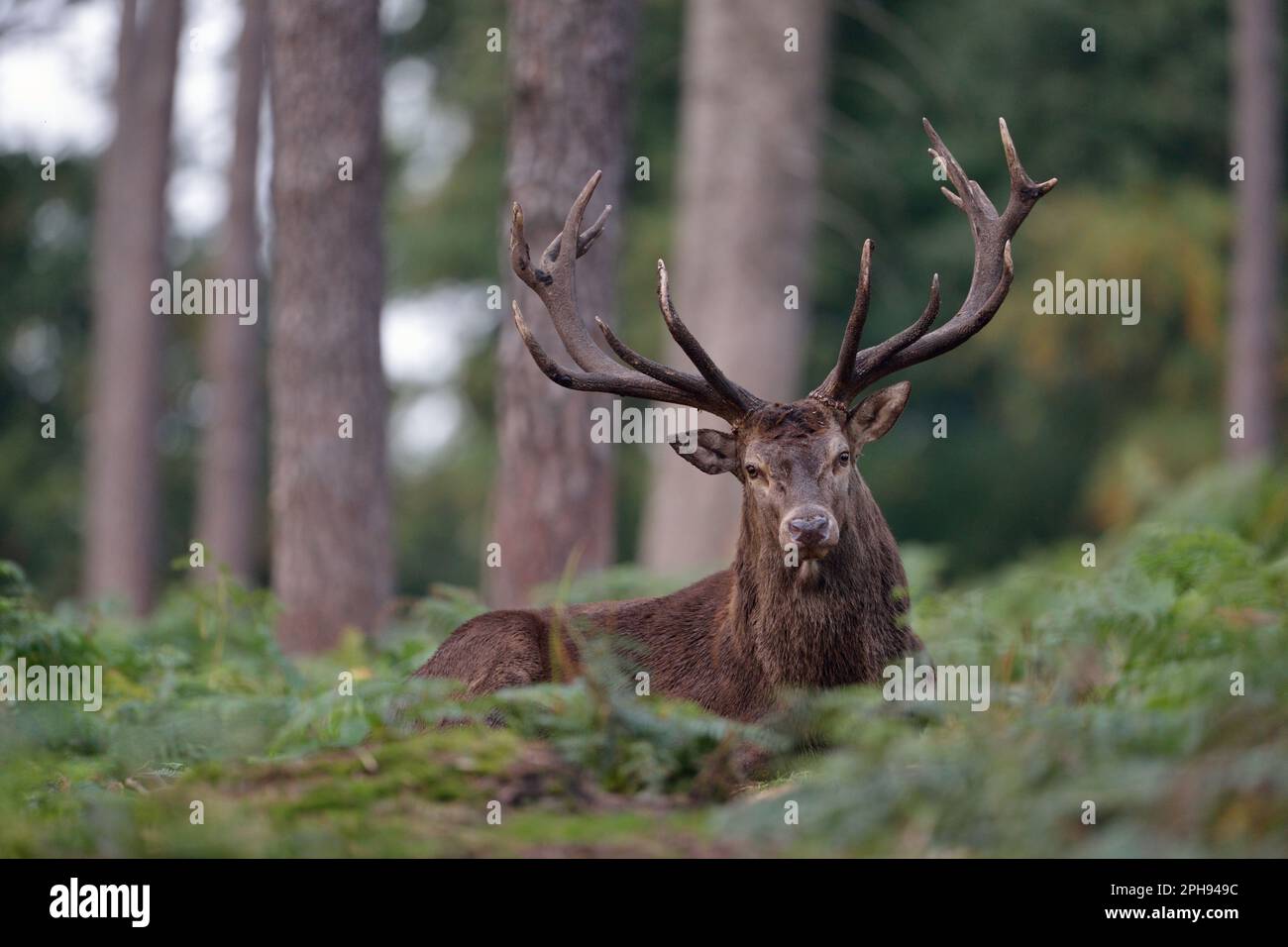Eye contact... Red deer ( Cervus elaphus ) resting in the middle of the forest in the fern, lying on the ground Stock Photo