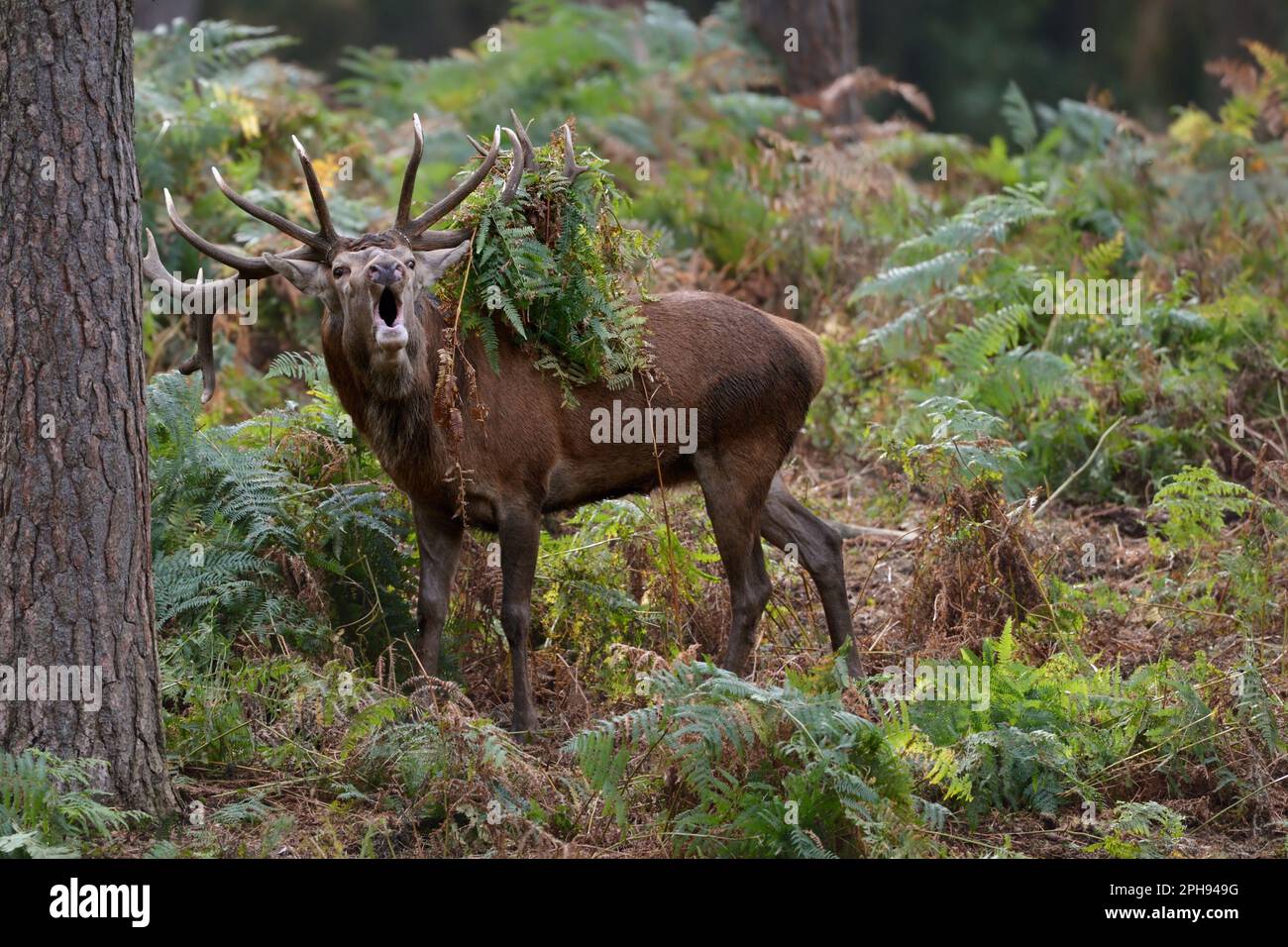 with fervor... Red deer (Cervus elaphus) during the rut, roaring in the forest, fern hanging in antlers Stock Photo
