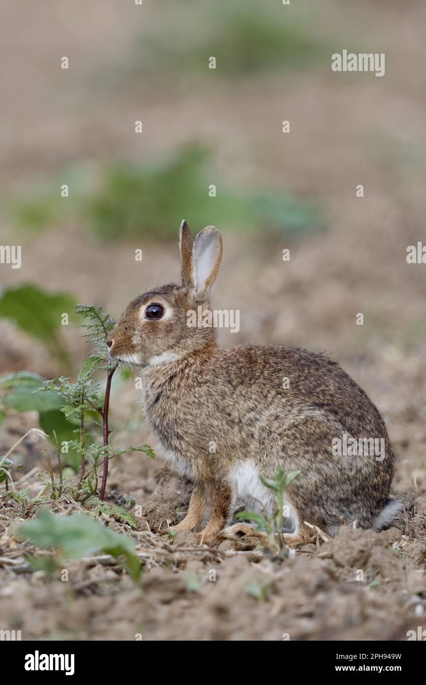 on an uncultivated field... Wild Rabbit ( Oryctolagus cuniculus ) eats from field herbs Stock Photo