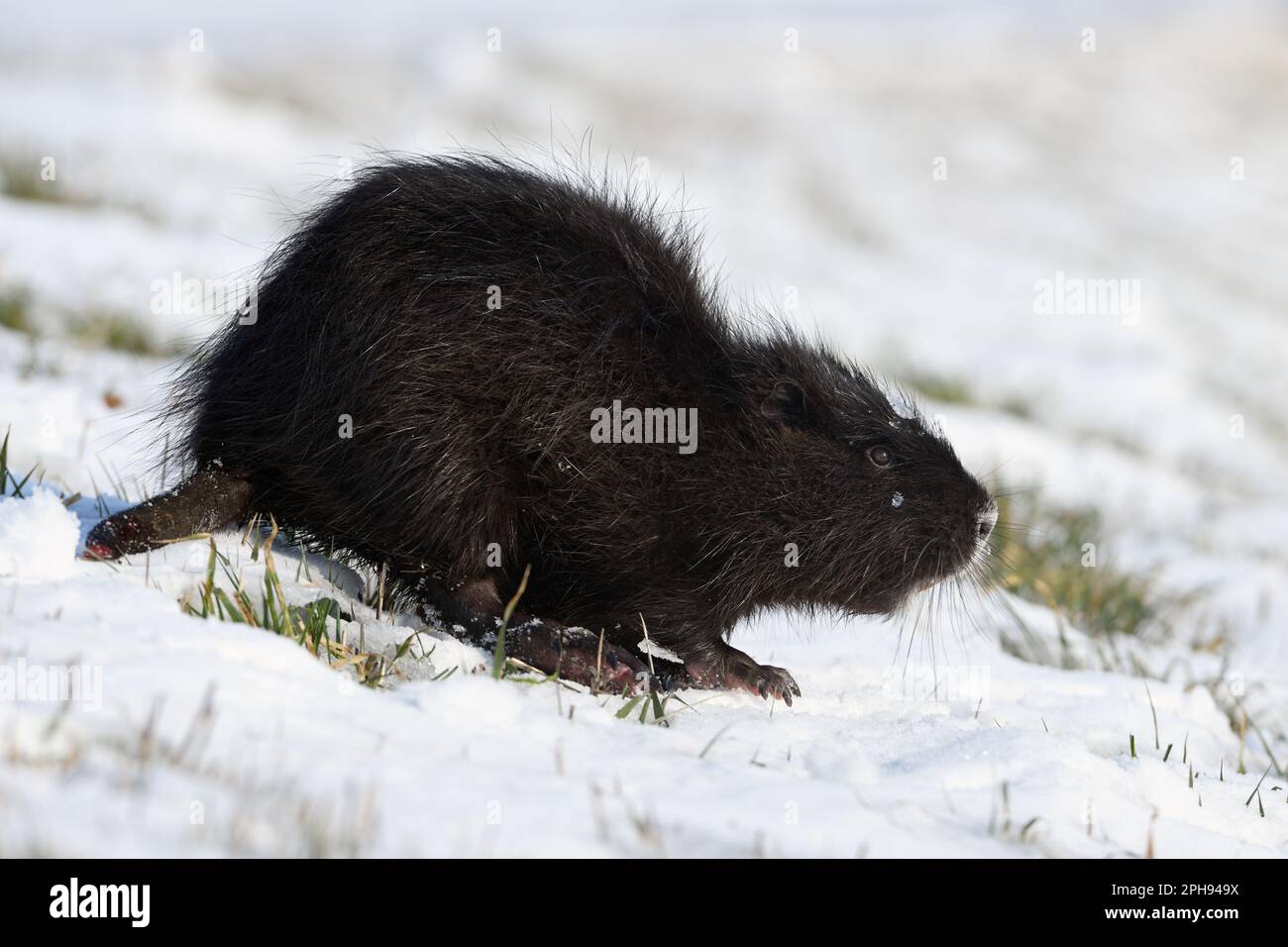 hard times... Nutria ( Myocastor coypus ) with frozen off tail in the snow Stock Photo