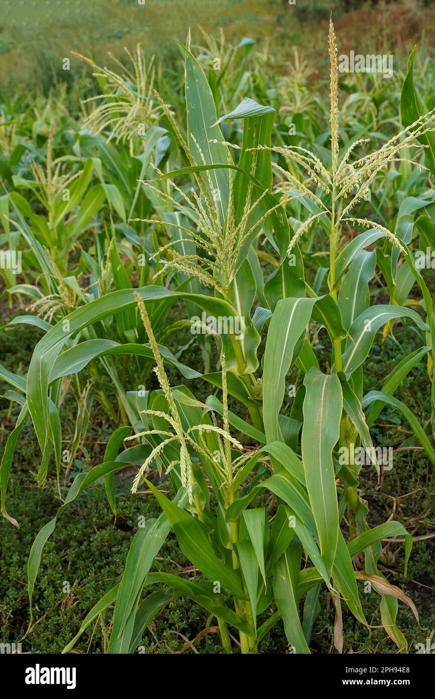 Corn in weeds. Young corn in the field. Green corn field. Corn growing