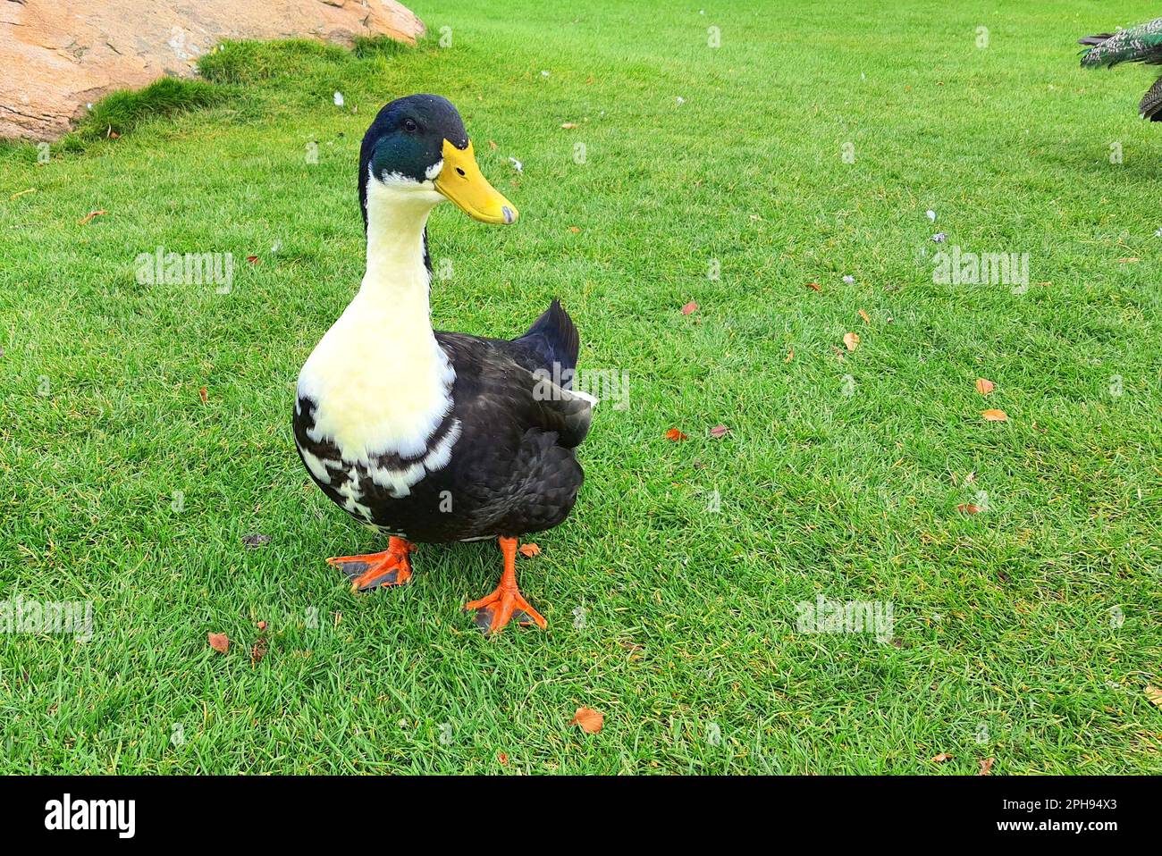Large Beautiful duck is walking on green lawn. Poultry, farm in village