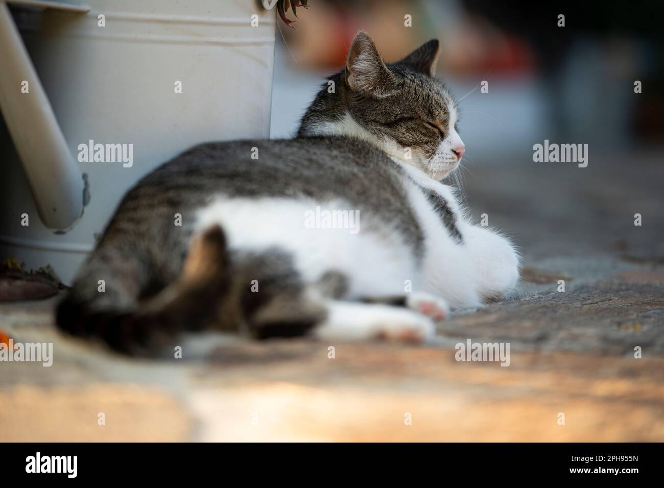 Domestic cat lying tired on a terrace Stock Photo - Alamy