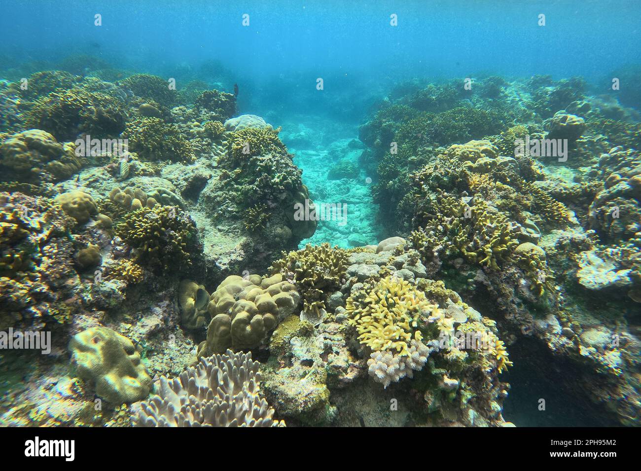 Idyllic shot of a coral reef in Siquijor in the Philippines, underwater ...