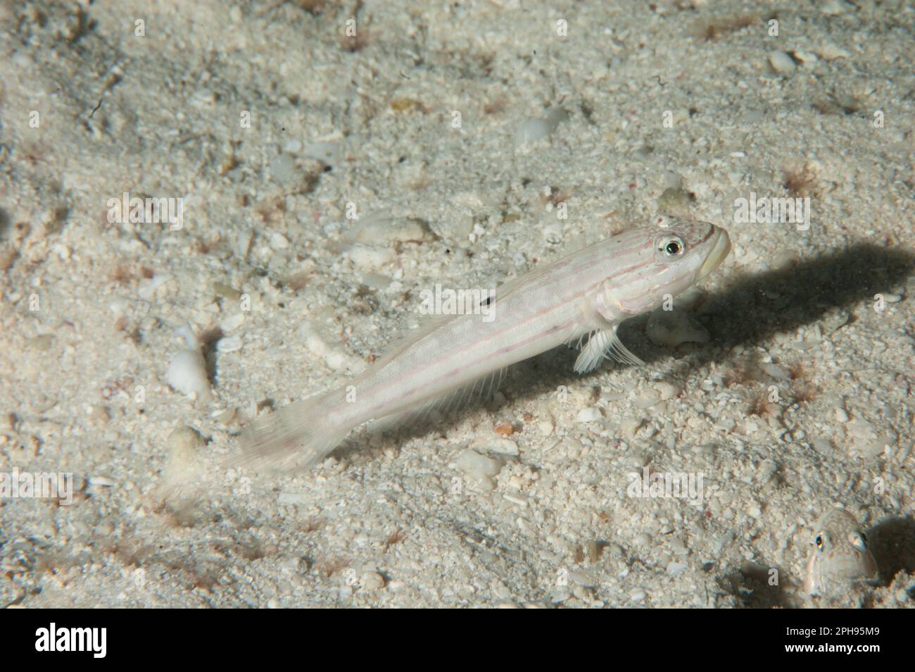 Mural Goby, Valenciennea muralis, by hole, Raja Ampat, West Papua, Indonesia Stock Photo