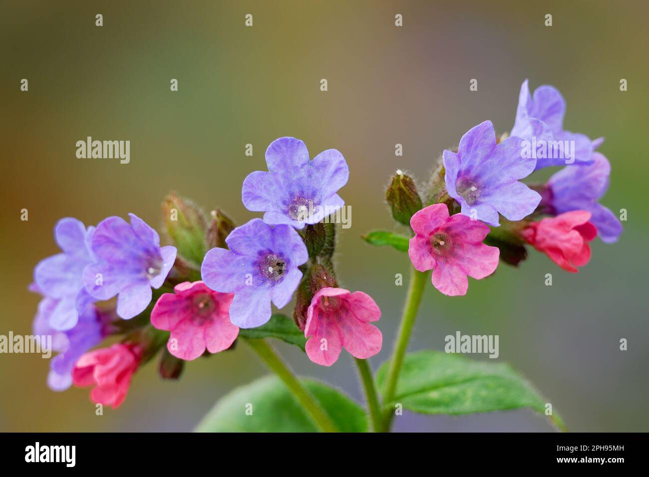 Common lungwort, Pulmonaria officinalis flowers, closeup. Medicinal plant, herb. Blurred background, copy space. Beckov, Slovakia Stock Photo