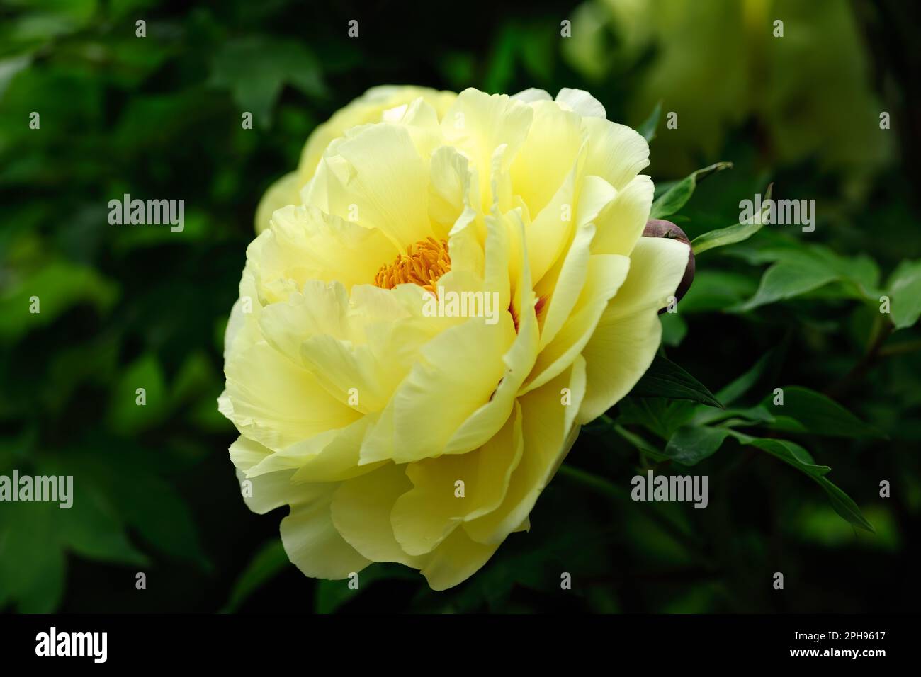 Blossom yellow peony, paeonia  flower with leaves, closeup. Detail of petals Trencin, Slovakia Stock Photo