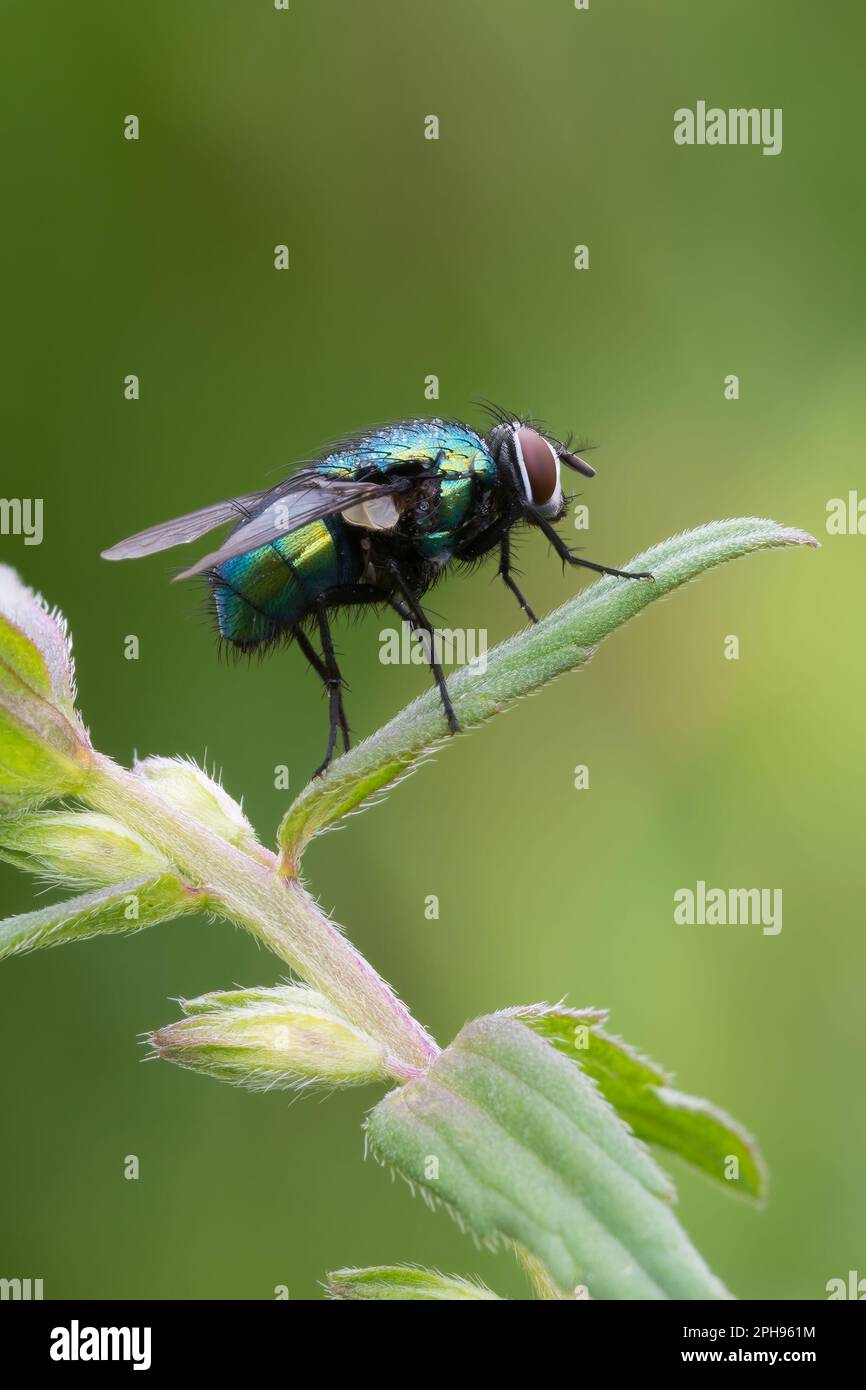 Shiny green fly hi-res stock photography and images - Alamy