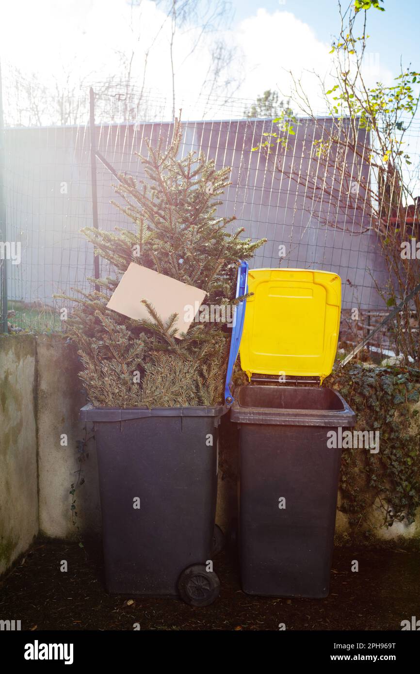 Christmas tree in bin with copy space cardboard Stock Photo Alamy