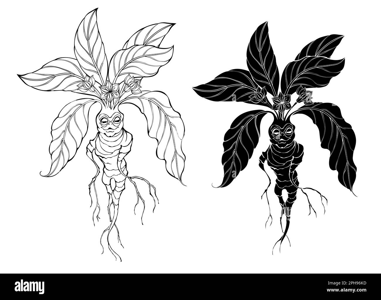Silhouette and contour, artistically drawn, magic mandrake on white background. Stock Vector