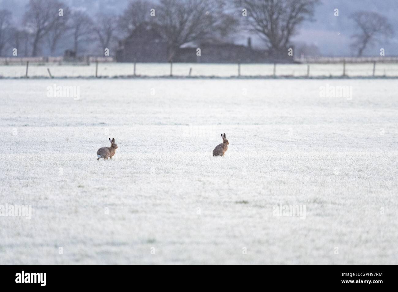 Stirling, Scotland, UK. 27th Mar, 2023. UK weather - a chilly dawn in Stirling as hares stand out in contrast to the frost covered fields Credit: Kay Roxby/Alamy Live News Stock Photo