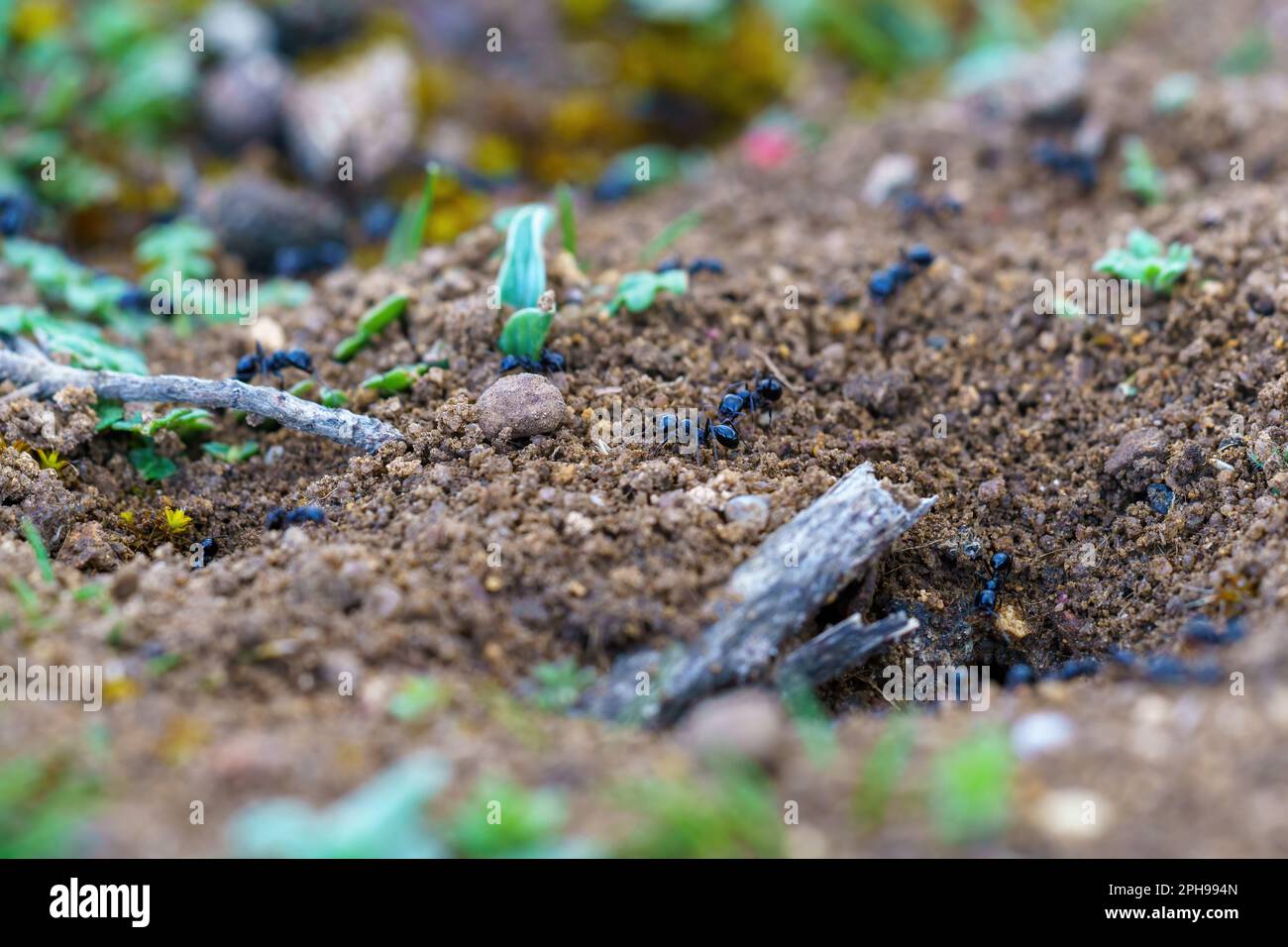 Ants walking on the ground next to their nest looking for food in macro close by Stock Photo