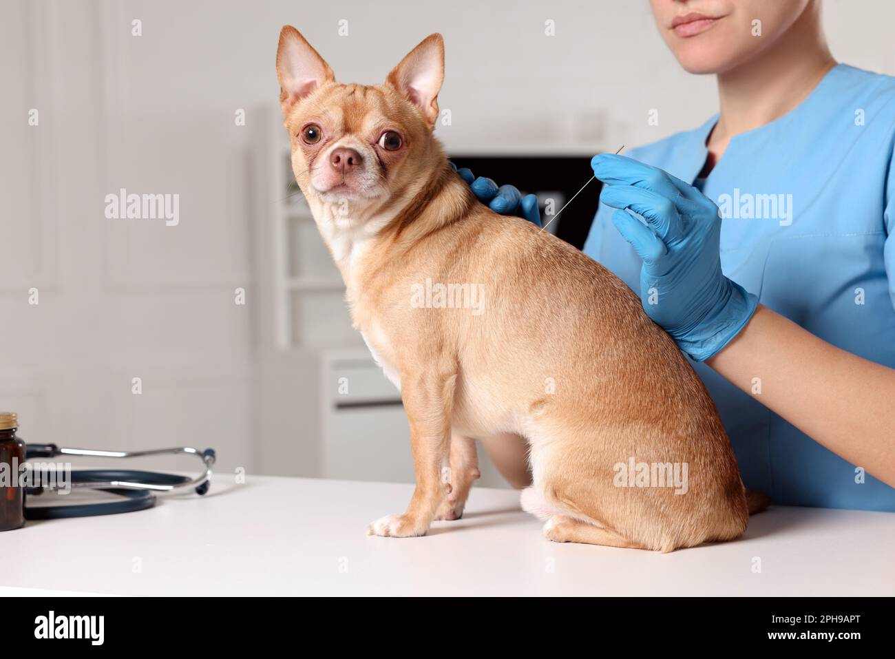 Veterinary holding acupuncture needle near dog's back in clinic