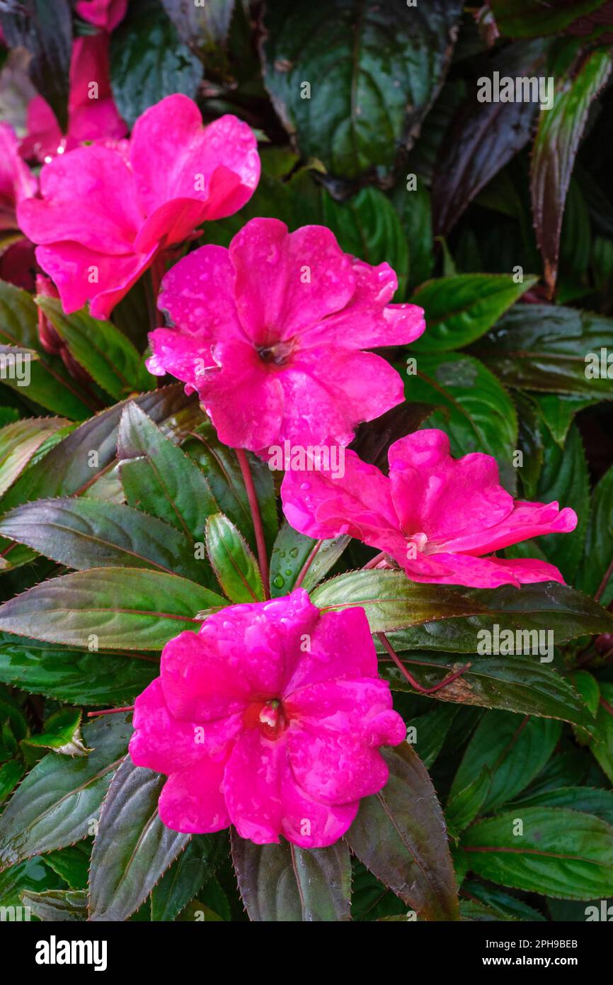 Impatiens New Guinea Group, Busy lizzie, New Guinea impatiens, bedding plant with larger flowers than usual Stock Photo