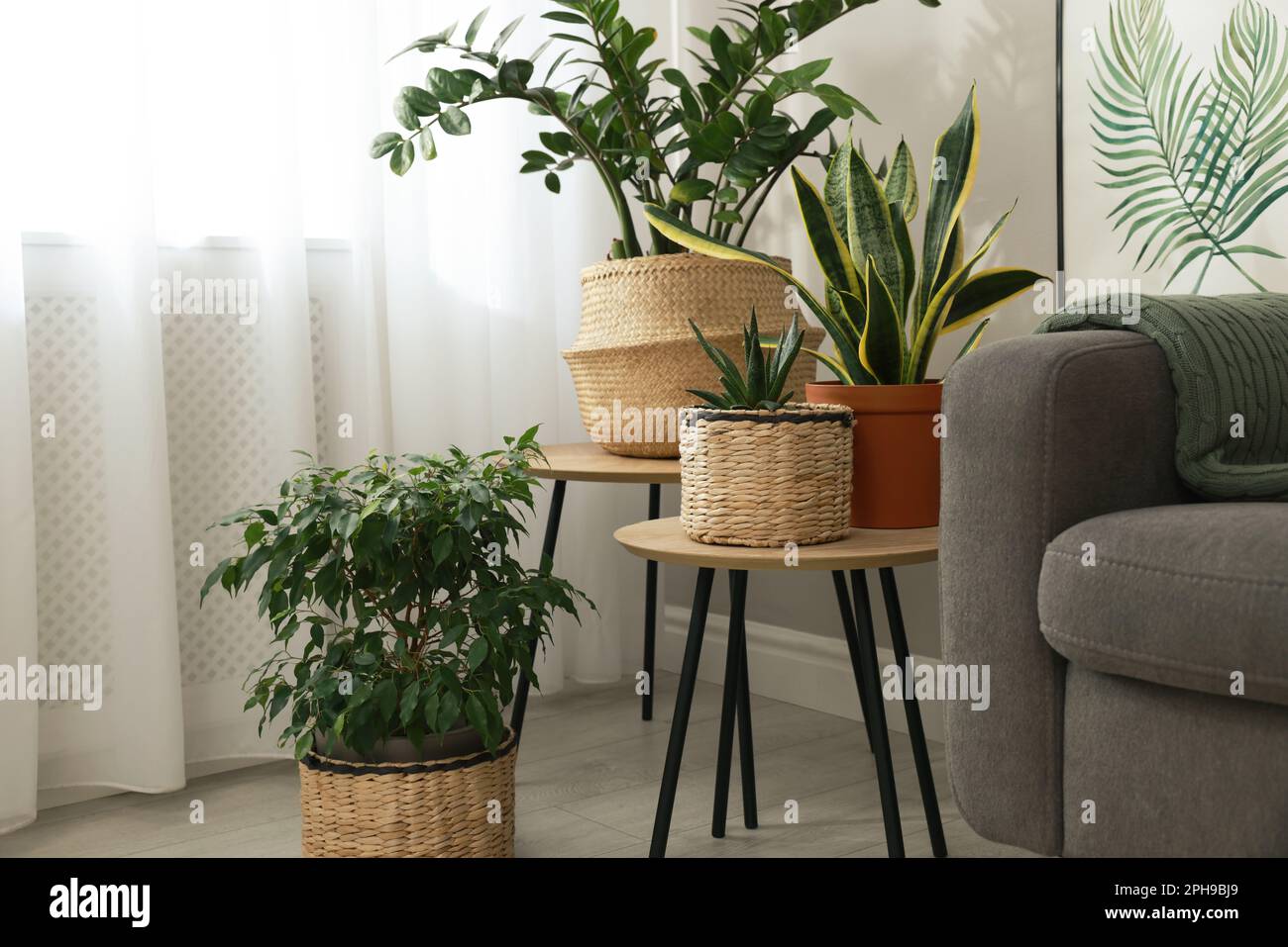Stylish living room interior with beautiful houseplants and grey ...