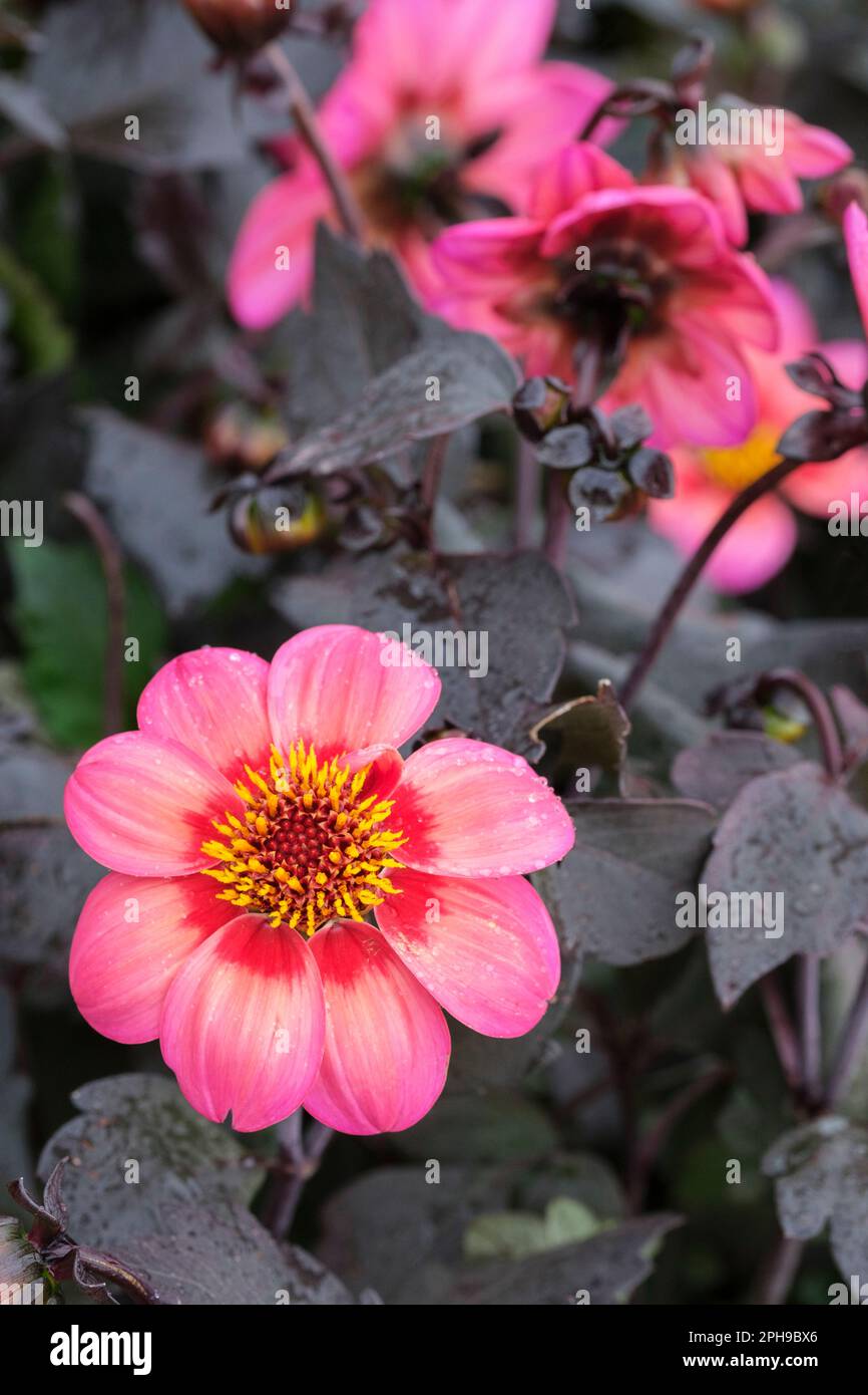Dahlia dahlegria tricolore hires stock photography and images Alamy