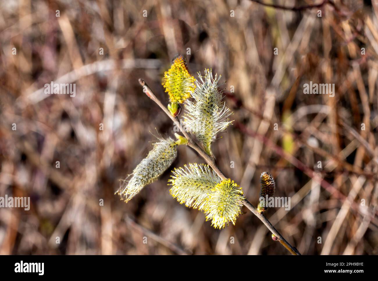 blossom of a willow bush in the riparian forest near the river Danube at Tulln Stock Photo
